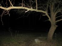 Chicago Ghost Hunters Group investigates Bachelors Grove (6).JPG